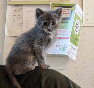 ちびママちゃんのかわいい子猫グレー