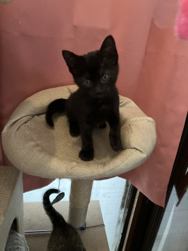 綺麗な黒猫2ヶ月