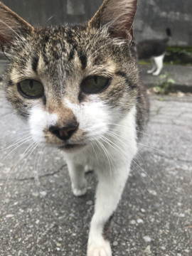 お迎え猫さん(年齢不明女の子/避妊術済)