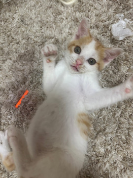 甘えんぼうの茶白クン