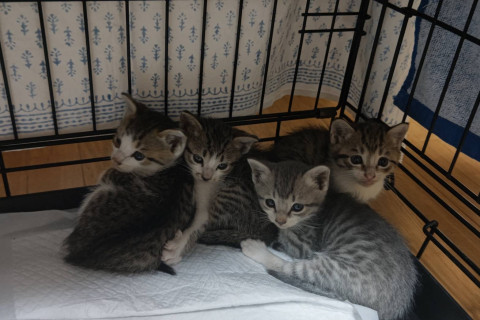 子猫4兄弟