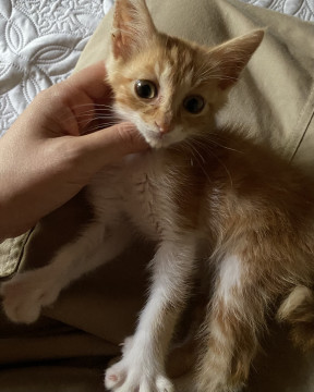 かわいい茶トラ子猫