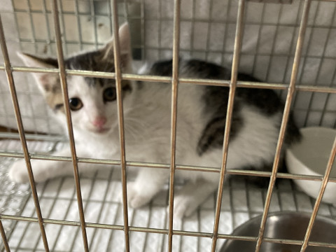 白にキジの模様の仔猫