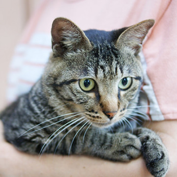 全力の甘えたがり 人が大好き200％