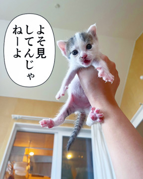 コネコ❶❹⑧(きょうだい譲渡希望