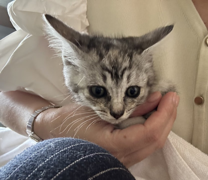 シルバーカラーの美人なサバちゃん