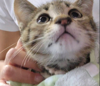 キジトラ子猫 すもも君 オス 慣れてます