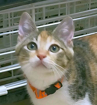 プライド高め?ツンデレな美猫
