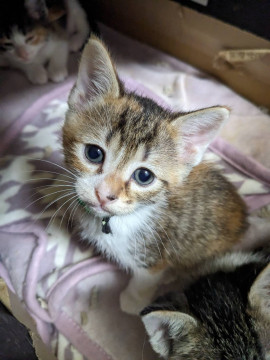 可愛い姉妹猫