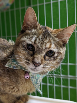 可愛い姉妹猫のお母さん