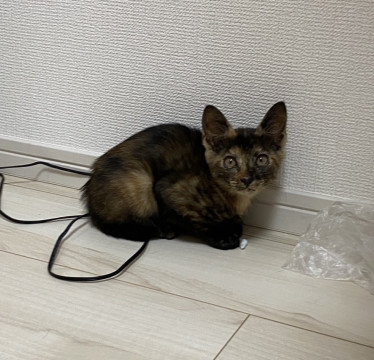 美形サビ猫2ヶ月