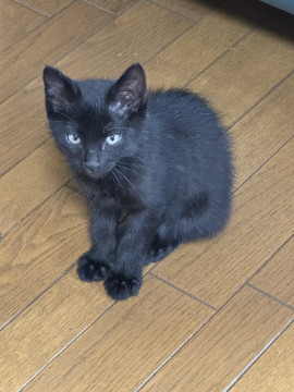 可愛い小さな黒ねこちゃんです