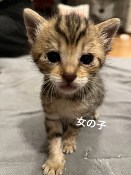 キジトラ女子