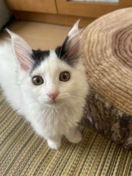 フワフワ長毛のおっとりさん