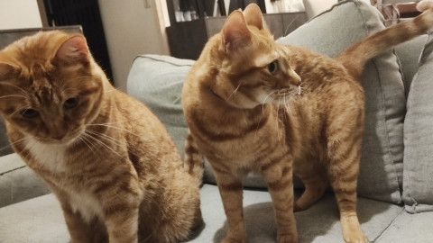 トラ猫の兄妹(オス、メス)
