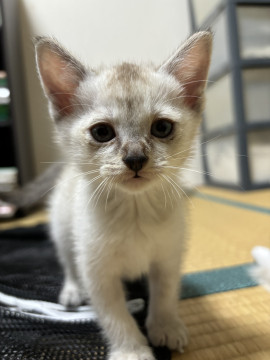 ふくふくのふくちゃん