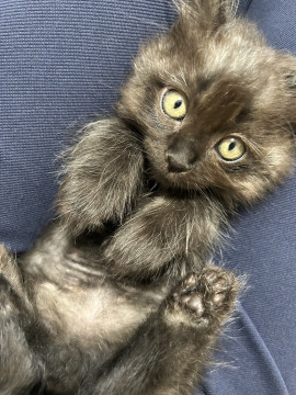 モフモフ黒猫ちゃん男の子3ヶ月