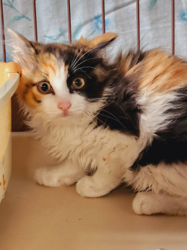 長毛 三毛猫 りんちゃん♪ メス