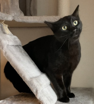 ゴロニャンの素質あり♡黒猫の男の子