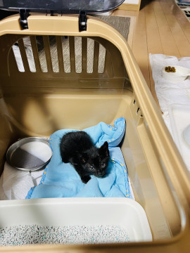 生後1ヶ月の黒猫