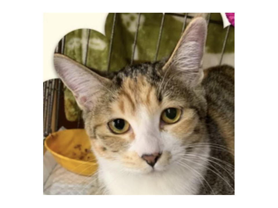 ジャンプが得意！　ぱす♡