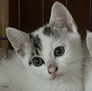 4兄弟妹 ひーちゃん シロクロ②