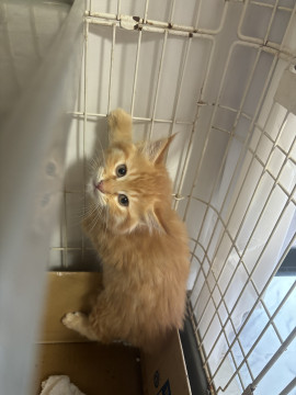 長毛茶色の子猫くん