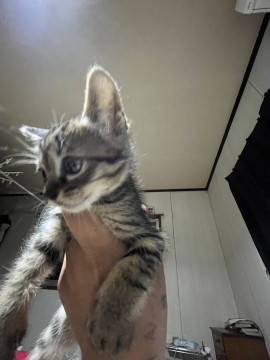 1ヶ月半のキジ猫ちゃん!