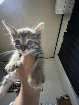 1ヶ月半のキジ猫ちゃん!