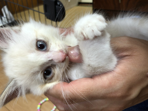 甘えん坊♡可愛いシャムトラ子猫
