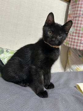 甘えん坊の黒猫くんです