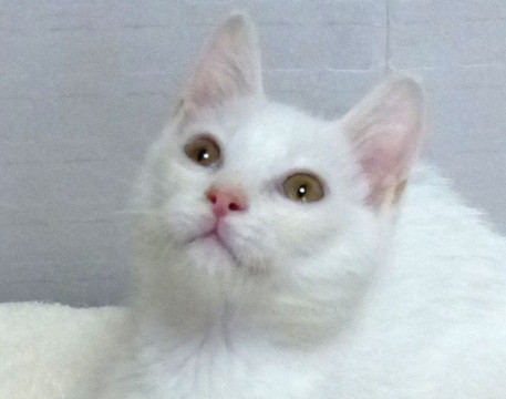 全身白一色の純白男子ホイップ君