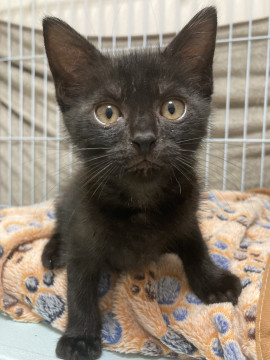 人懐こい黒猫みらくるちゃん