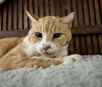 猫コミュニケーション上級者・ゆかりさん