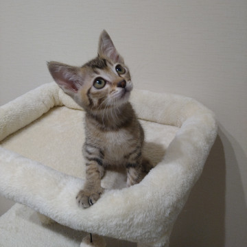 アビシニアン風?子鹿みたいキジトラ?