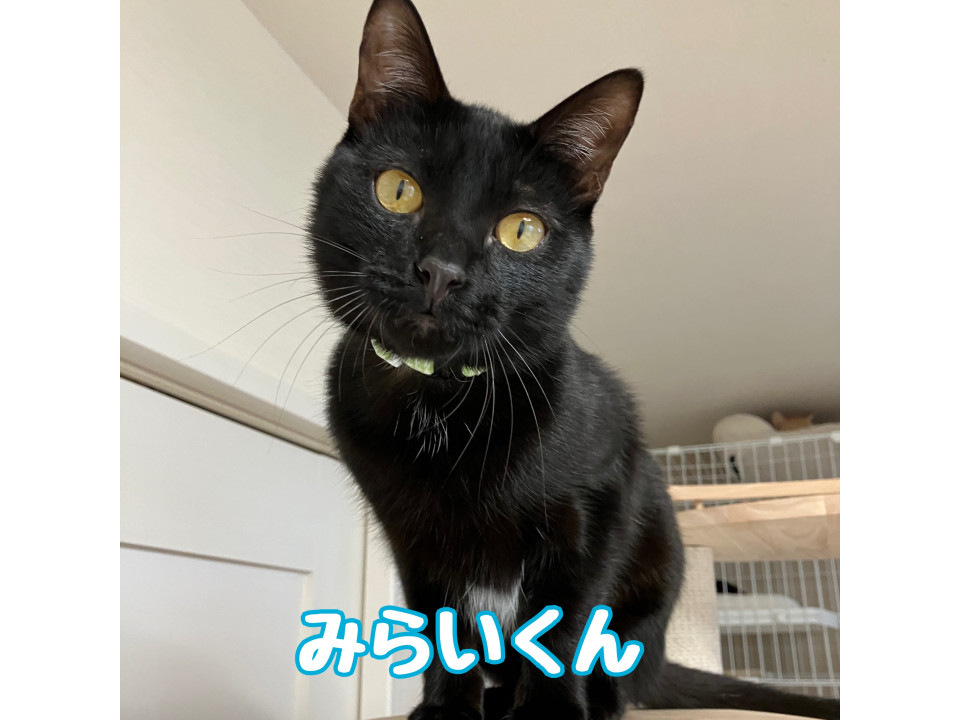 みらいくん