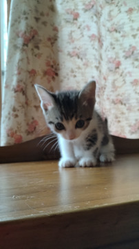 キジシロのつぐみちゃんです。