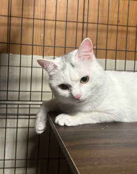 悲惨な多頭飼育現場から保護された子
