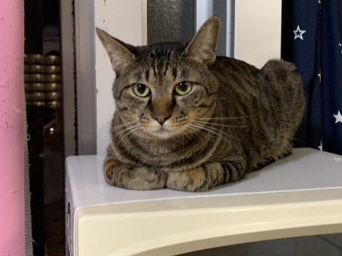 イケメンなキジトラくんです!