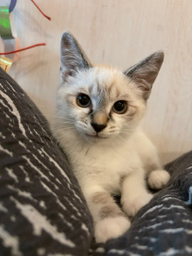 5匹兄妹おちゃめ遊ぶの大好きむーちゃん♡
