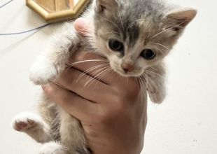 みつねこ。ページ♡ つみねこ - Search / X