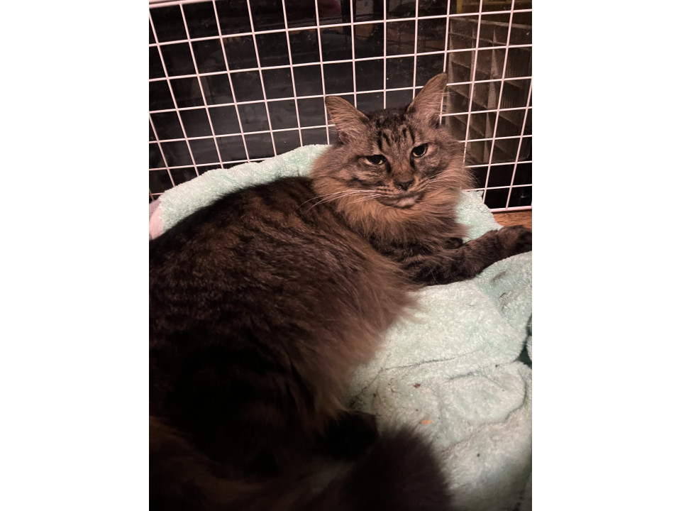 長毛ネコのくうちゃん