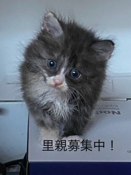 中毛でふわふわ、めずらしい三毛猫さんです
