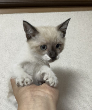 シャム猫風野良の子猫