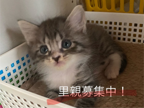 好奇心旺盛の元気印!もふもふのサバトラ?