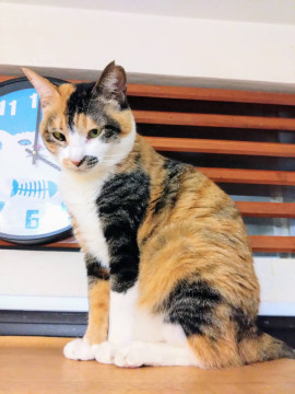 めーこ☆7-9歳くらい