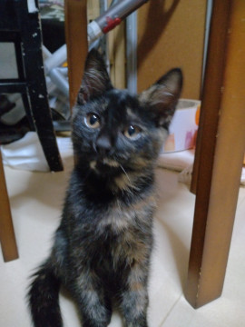 優しいサビのニーナちゃん