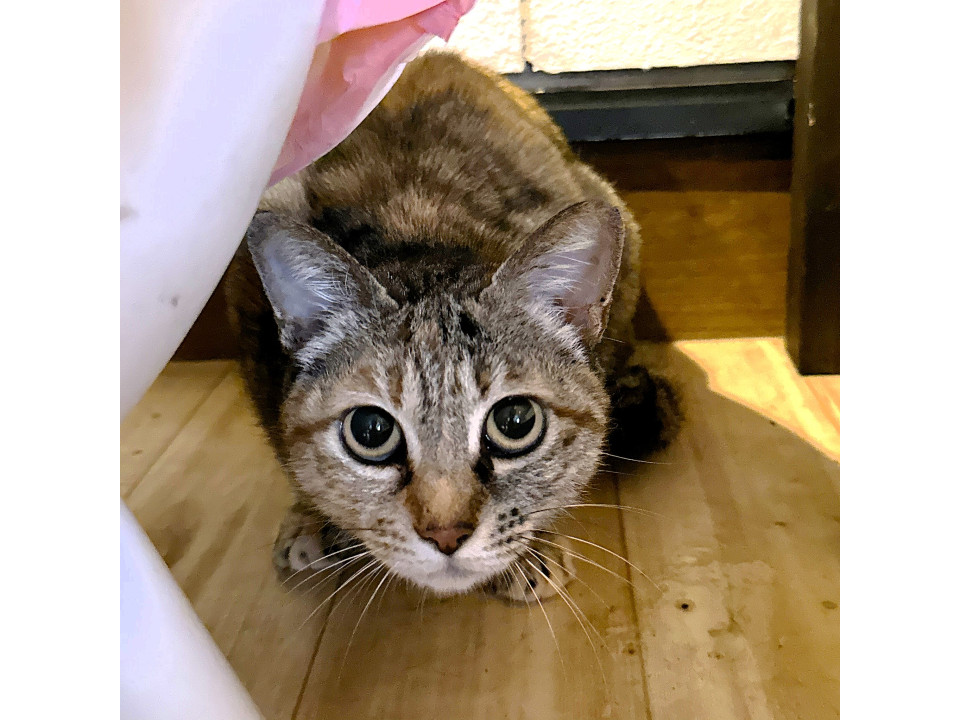 大人しいキジの女の子『ニャース』♀