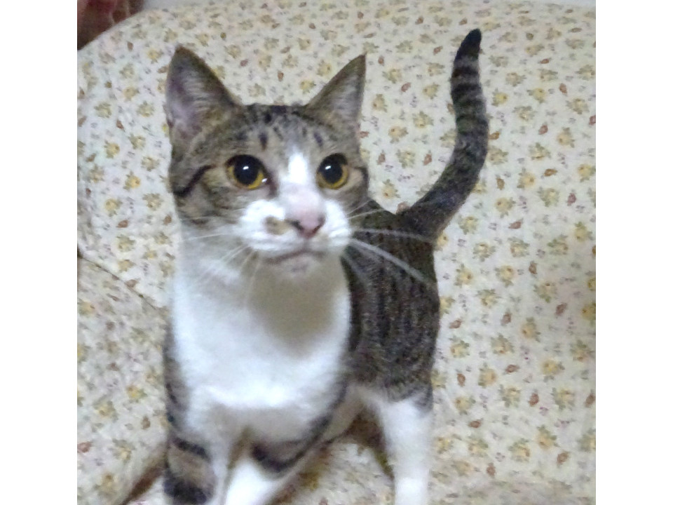 大人しくそっと甘える、しおりちゃん