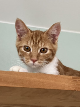 タン、茶白、オス、2024.4.20生